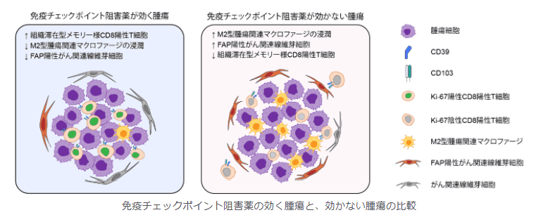 世界初の細胞環境解析により肺がん免疫療法の耐性因子を解明　耐性因子を標的とする難治性肺がんの新たな治療法開発に期待