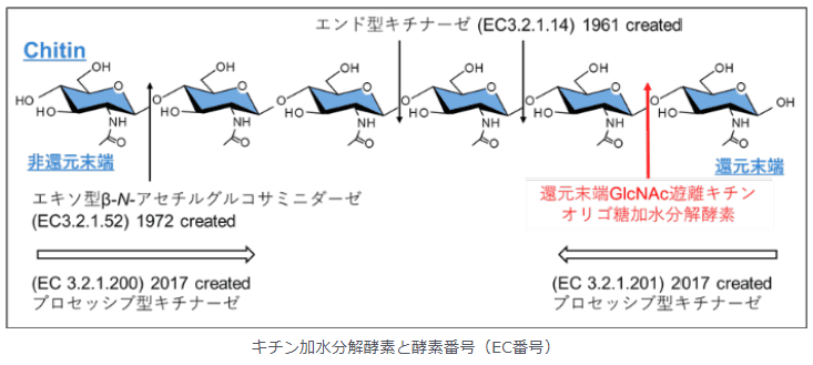 キチンを分解する新しいタイプの酵素「MoChia1」を発見　イネの重大な病害「いもち病菌」の感染を防ぐ薬剤の開発に寄与