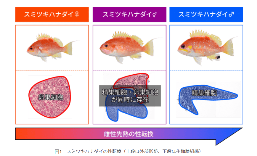 希少魚である「スミツキハナダイ」が性転換することを発見　魚類の繁殖様式や生態の理解をすすめる研究成果