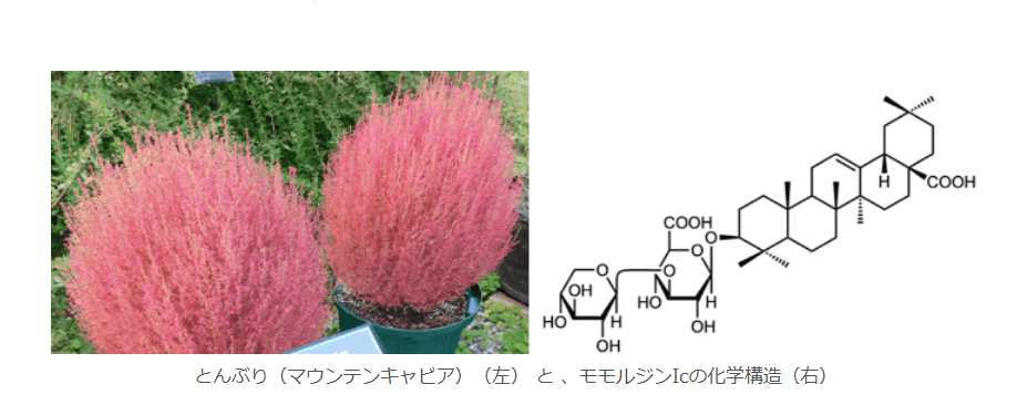 とんぶりに含まれる成分「モモルジンIc」の脂肪吸収抑制効果を解明　肥満や脂質異常症を改善する機能性食品素材開発に期待