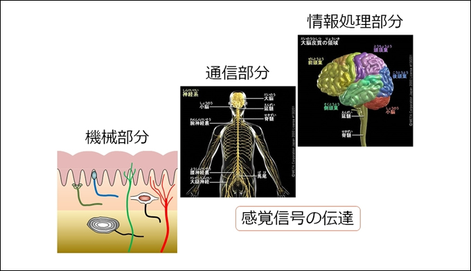 生体情報工学