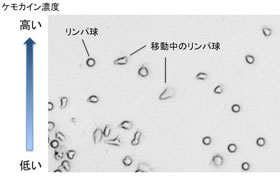 ケモカインで誘導される細胞遊走