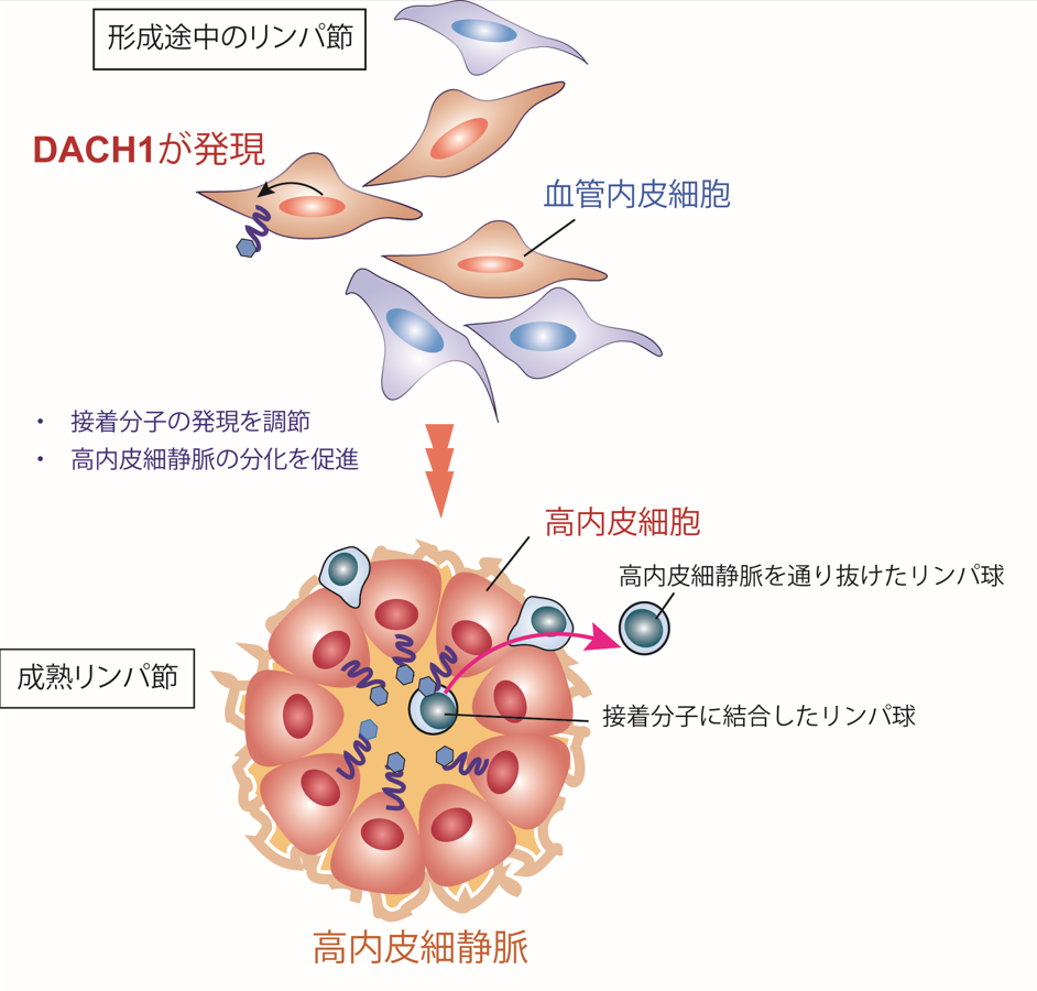 免疫組織へリンパ球をよびこむ血管形成のメカニズムを解明 血管形成調節による免疫応答制御に期待